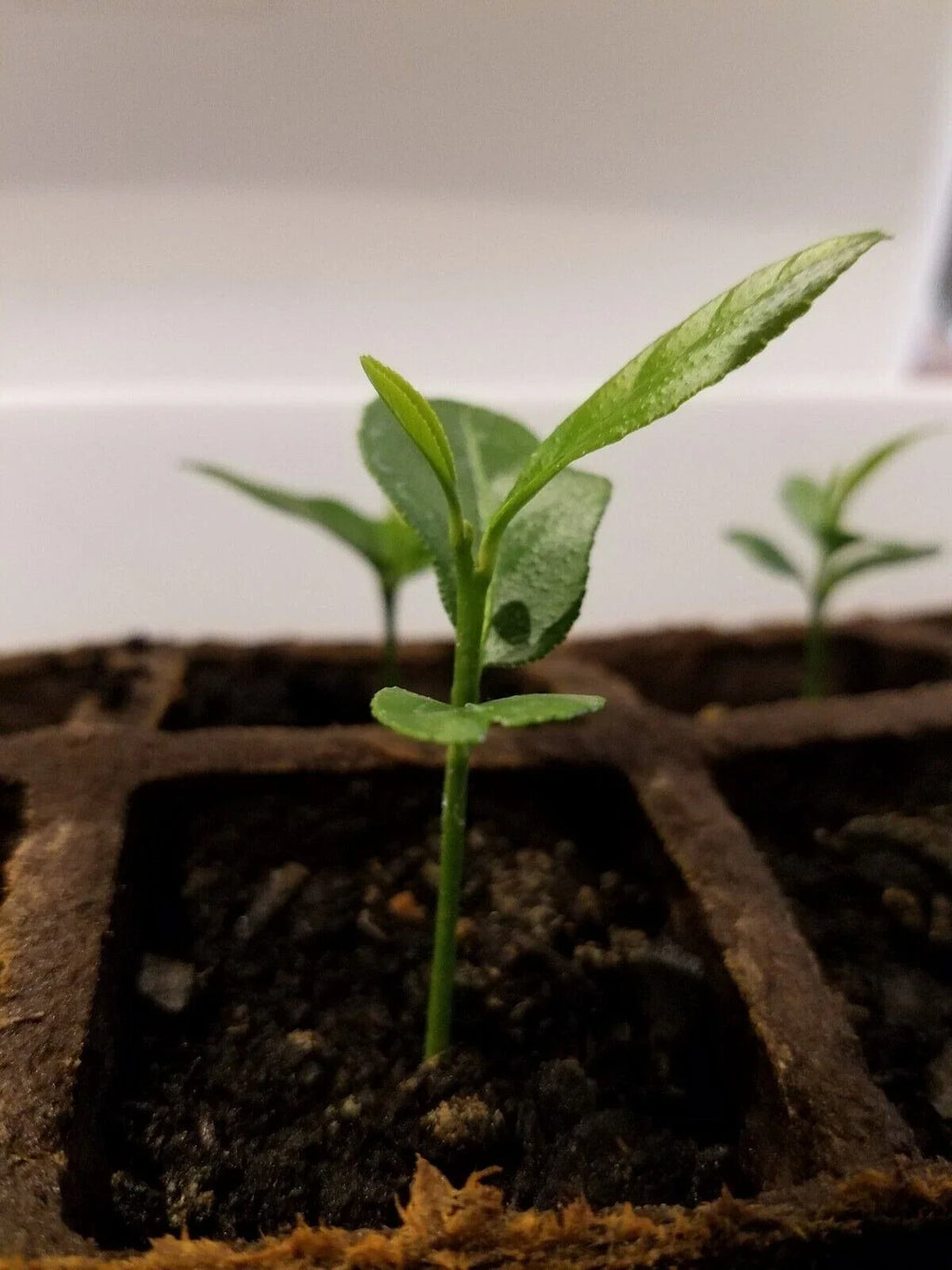 Meyer Lemon Tree (Citrus × meyeri) Bare Root Starter - 5" Organic, Non-GMO