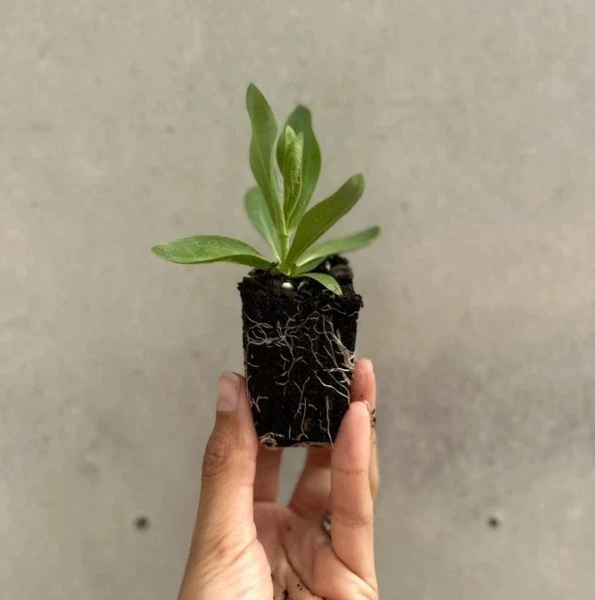 Lisianthus Lilac Shade Bare-Root Starter Plant 2–5" Tall | Eustoma grandiflorum