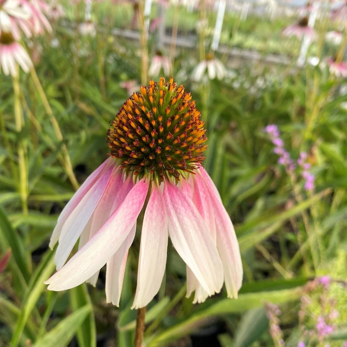 Echinacea Pretty Parasols Live Starter Plant - Bi-Color Coneflower