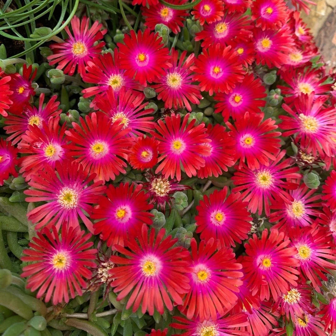 Delosperma Jewel of Desert Garnet Ice Plant - Bareroot Starter Plant