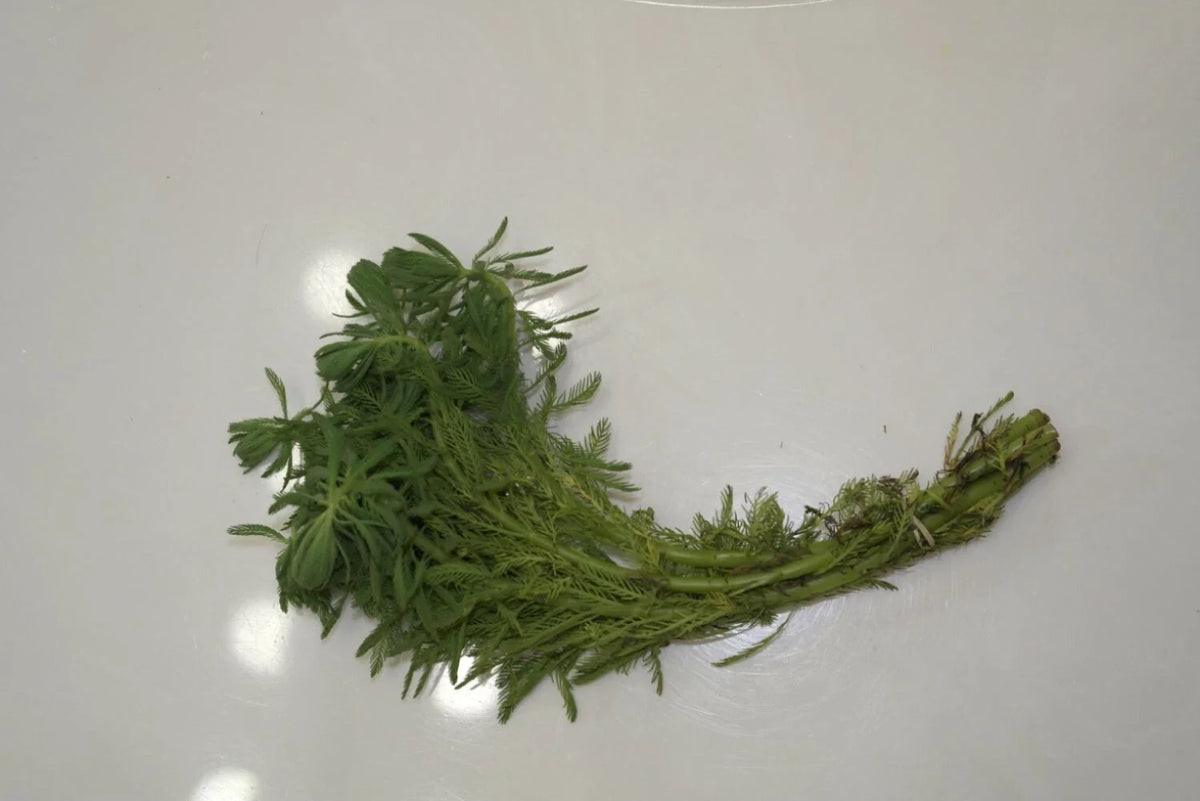 Parrot’s Feather Plant Myriophyllum aquaticum - Live Bareroot Floating Pond Plant