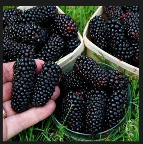 Big Daddy Thornless Blackberry Plants - 5 Jumbo Bare Root Edible Rubus for Outdoor Garden, Zones 5-9