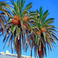 Date Palm Tree Seeds - 20 Pack - Edible Fruit - Phoenix dactylifera - Hardy to Zone 8