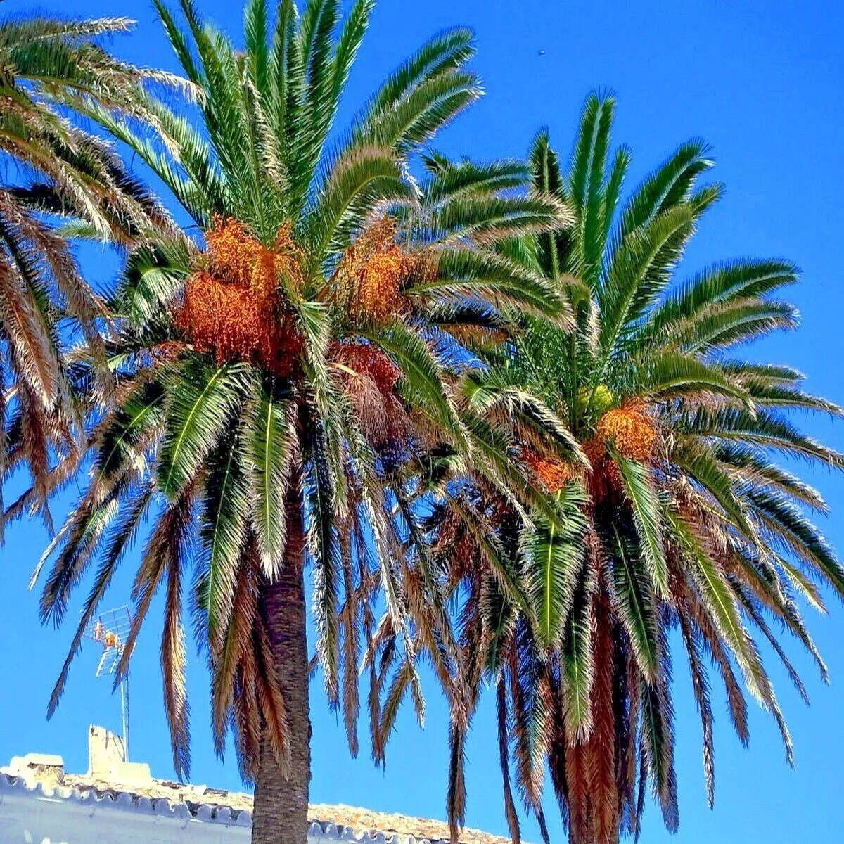 Date Palm Tree Seeds - 20 Pack - Edible Fruit - Phoenix dactylifera - Hardy to Zone 8