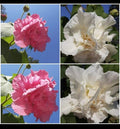 Cotton Rose Cuttings (4) - Color Changing Flowers - Hibiscus mutabilis