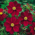 Cosmos Seeds - 50 Non-GMO Versailles Tetra Red Flower Seeds - Attracts Pollinators & Butterflies - Perfect for Gardens