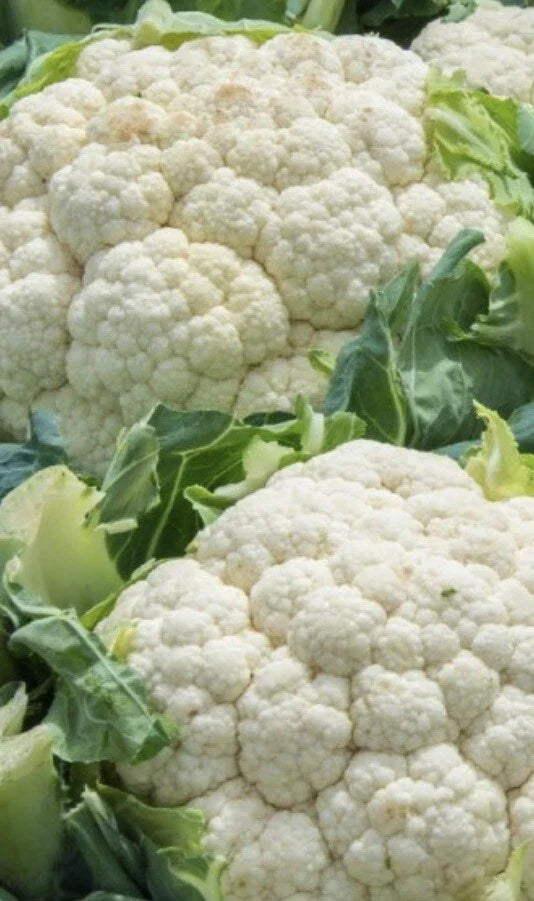 Cauliflower Seeds - 1,000 Count - Snowball Self Blanching - Brassica oleracea var. botrytis