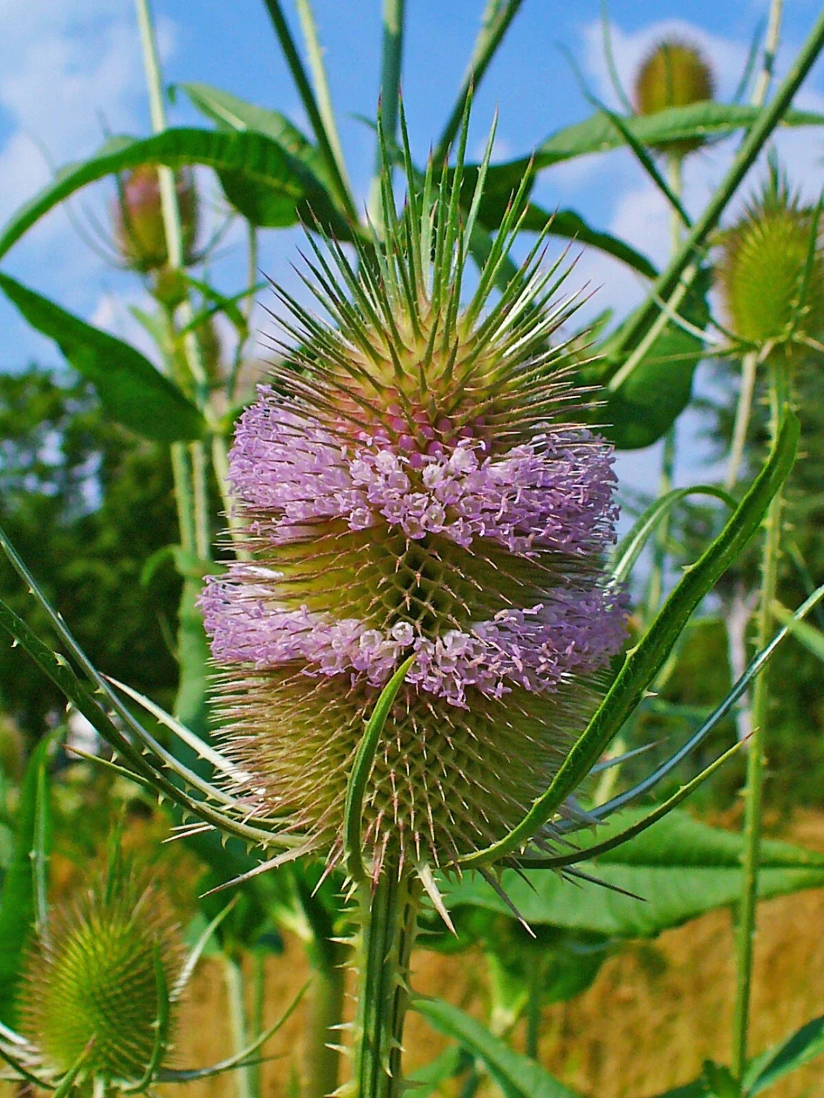 Purple Teasel Seeds 100 Count - Dipsacus fullonum - USA Seller, Perennial Wildflower Seeds, Garden Plants