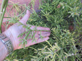 Rhipsalis Cuttings 4 Pack 6-8" Long Ewaldiana Succulent Plant Rhipsalis Ewaldiana