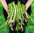 Asparagus Seeds - 100+ Count - Mary Washington - Non-GMO, Heirloom, Organic - Asparagus officinalis
