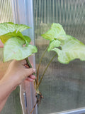 Syngonium Podophyllum 'White Butterfly' Arrowhead Plant - Well Rooted, Bare Root, Indoor Houseplant, Variegated Foliage