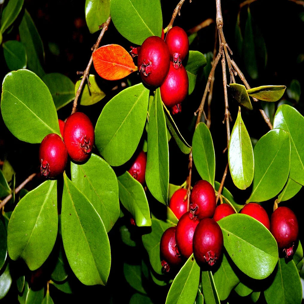 50 Strawberry Guava Tree Seeds, Edible Fruit Plant, Psidium cattleianum, Tropical Garden Seeds
