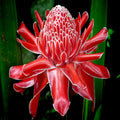 10 Red Torch Ginger Seeds, Etlingera elatior, Tropical Flowering Plant, Rare Garden Variety