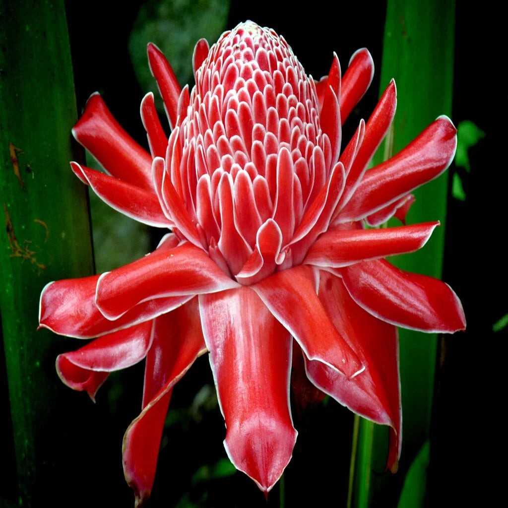 10 Red Torch Ginger Seeds, Etlingera elatior, Tropical Flowering Plant, Rare Garden Variety