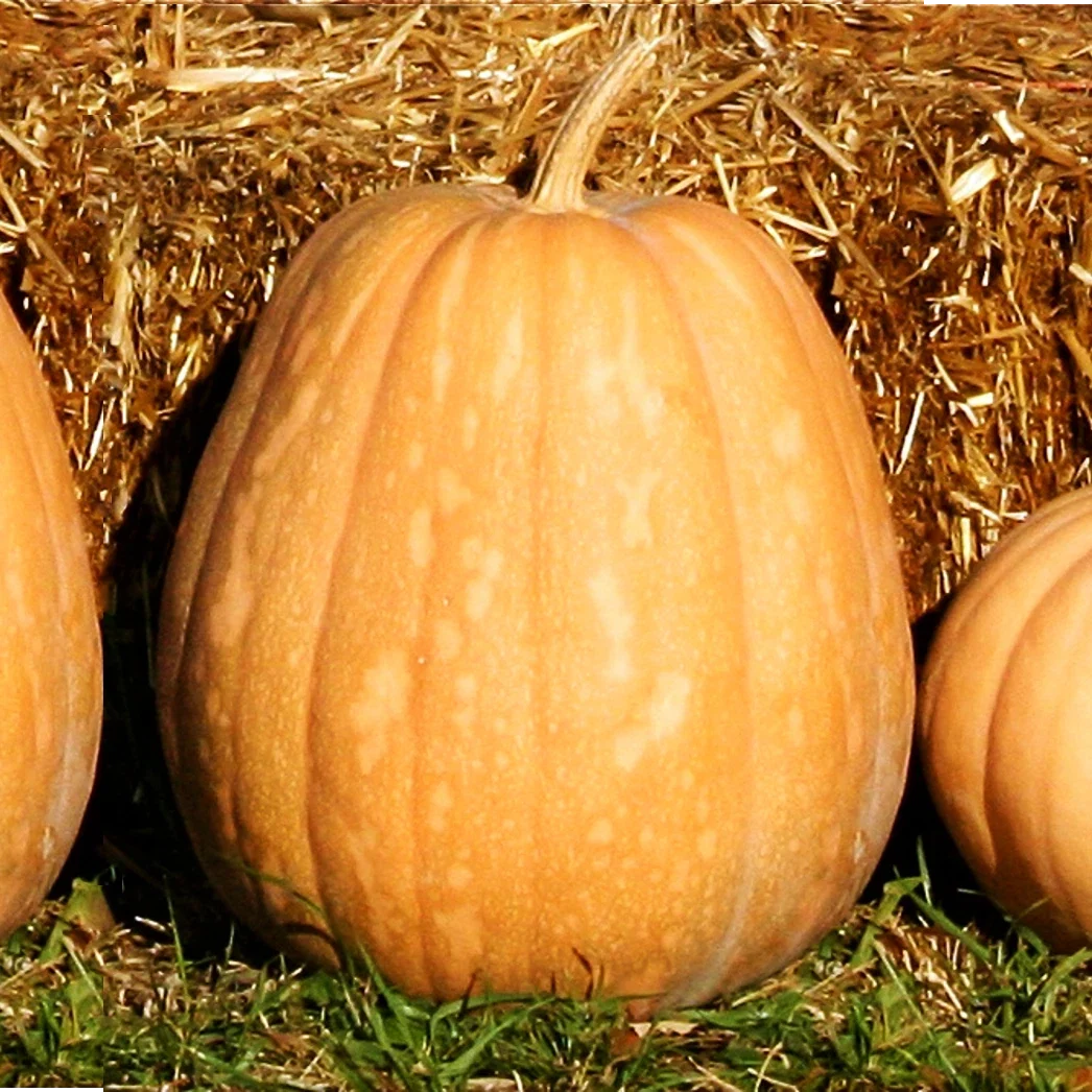 Dickinson Pumpkin Seeds | Kentucky Field Tan Squash Vegetable Seeds | Cucurbita pepo | 2025 Harvest