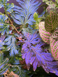 Peacock Moss Cutting - Selaginella Wildenowii Blue Spikemoss Fern for Terrariums - Live Plant