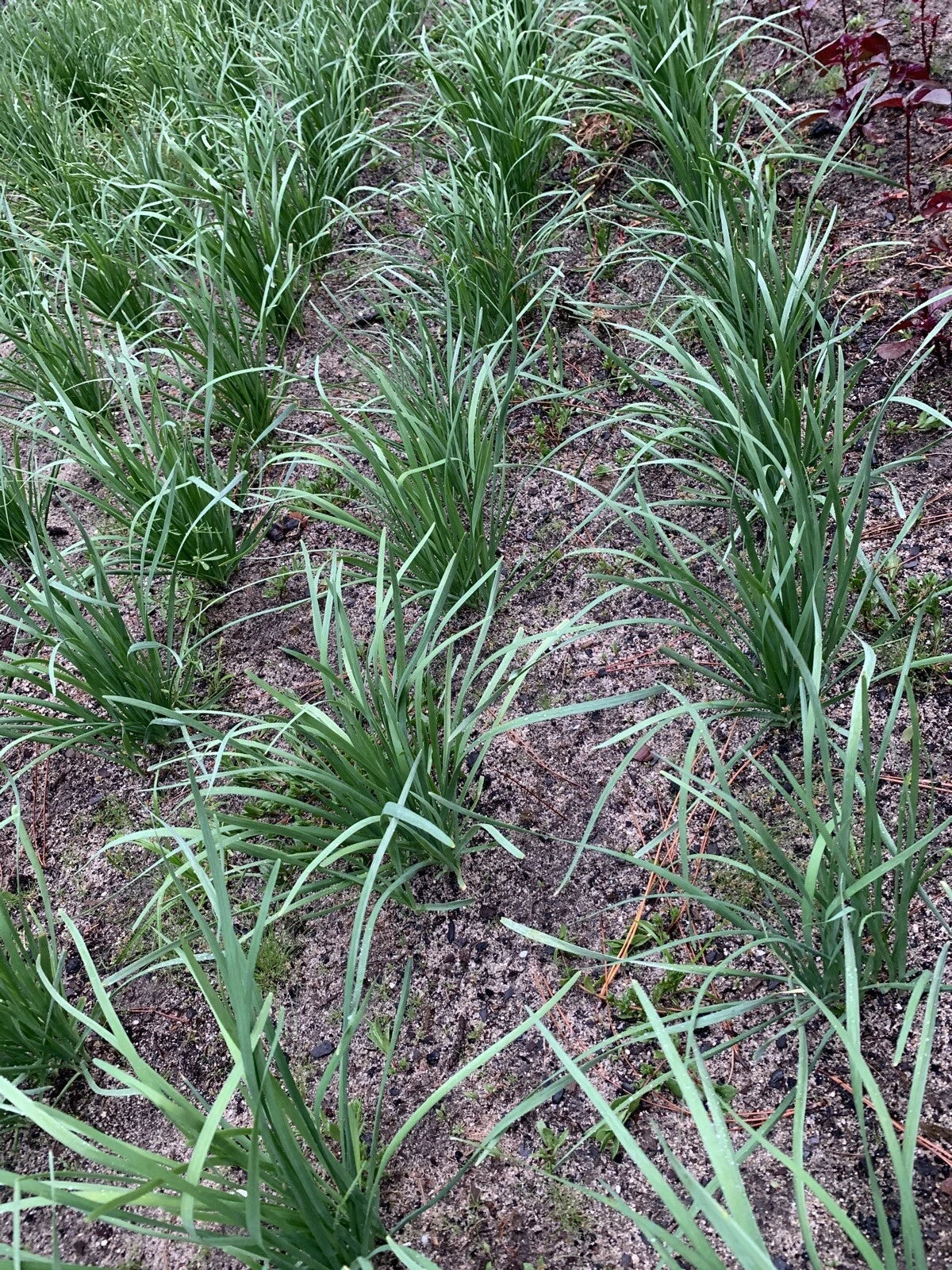 Organic Garlic Chives Bare Root Plant - 55 Live Stalks of Non-GM Leek Variety (????)