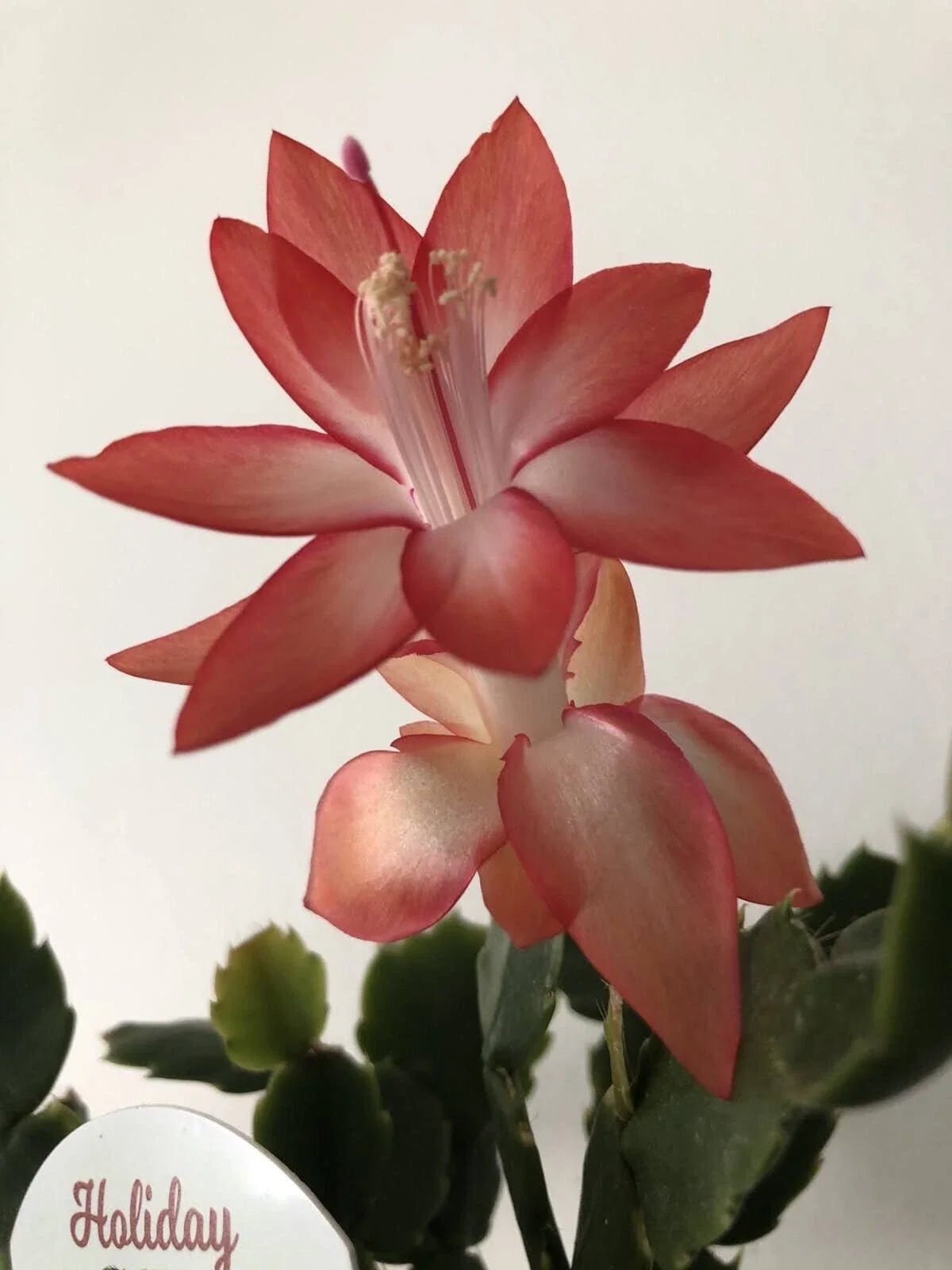 Christmas Cactus Set of 6 - 3 Rooted & 3 Unrooted - Orange Color - Schlumbergera