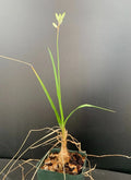 Trachyandra saltii - Rare Succulent Plant - 2.5" Pot - Unique Indoor Greenery