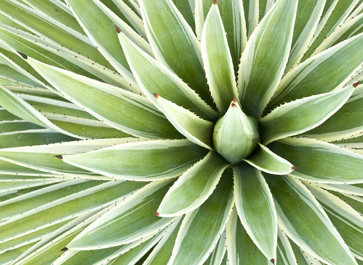 Agave Seed Mix - 50 Varieties for Planting - Agave spp. - Ships from Iowa, USA
