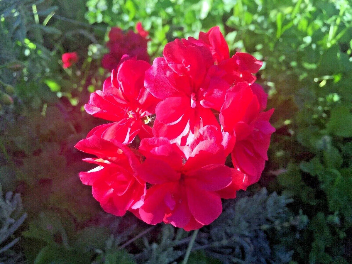 Ivy Geranium Cuttings Hot Pink – 6 Unrooted Pelargonium peltatum Trailing Stems