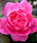 Hybrid Tea Rose Bush 1-2 ft Pink Inspiration Rosa Live Plant Fragrant Peony-Like Blooms Disease Resistant