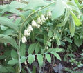 True Solomon Seal Bare Root Perennial Wildflower - Polygonatum biflorum - 3 Pack