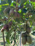 Hardy Red Kiwi Seeds - 50+ Arctic Grape Berry Superfruit - Cold Hardy Plant for Garden (Actinidia arguta)