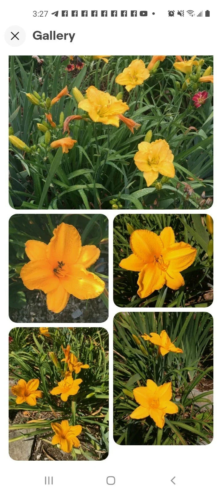 Stella De Oro Daylily Seeds 5+1 Free, Perennial Reblooming Hemerocallis, Yellow Flower, Outdoor Garden Plant, Bare Root
