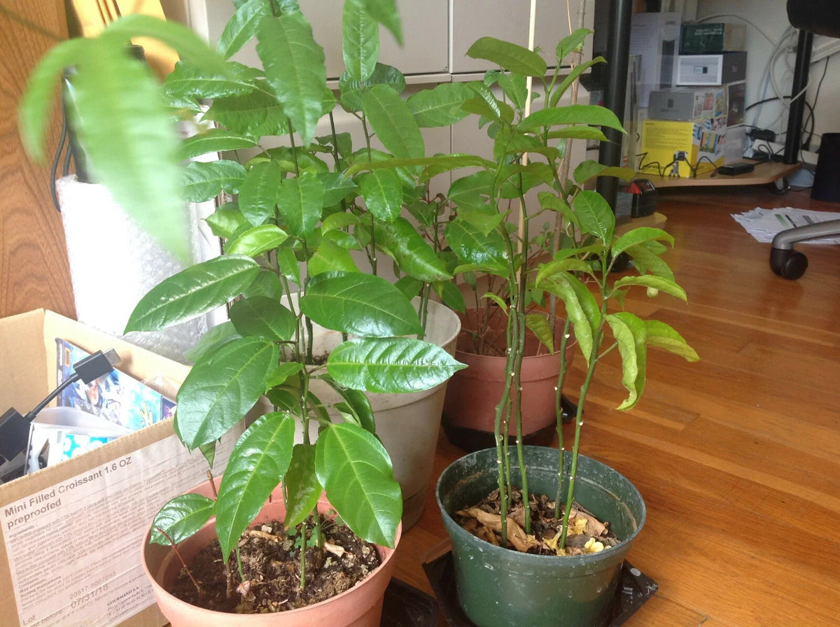 Passion Fruit Plant - Live Starter Plant - Passiflora edulis 'Possum Purple' - Fresh Edible Fruit