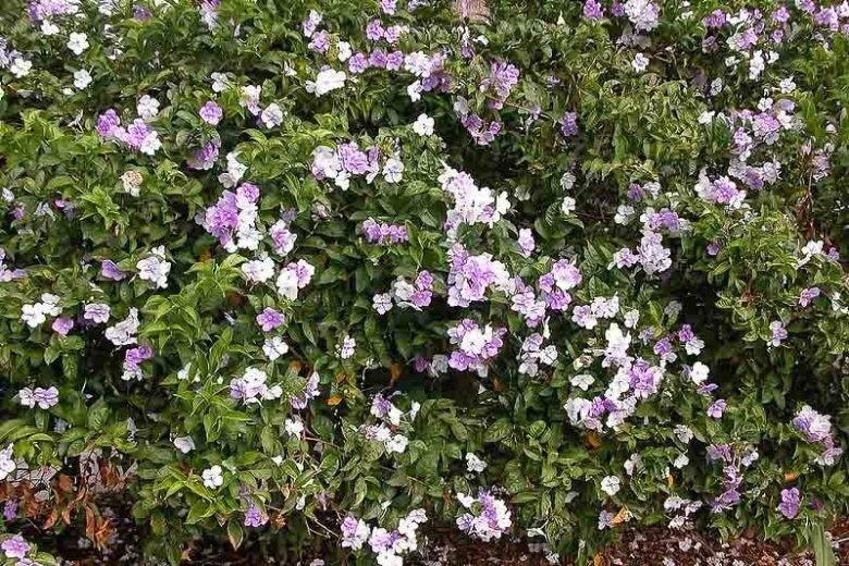 Brunfelsia grandiflora Cutting - Authentic Chiric Sanango - Tropical Flowering Plant - Rare Garden Variety