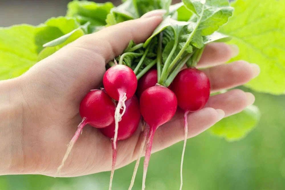 Cherry Belle Radish Seeds | 250+ Seeds | Grow Your Own Food, Delicious Flavor | Raphanus sativus