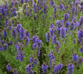 Hyssop Seeds 500+ Perennial Flower Hyssopus officinalis Garden Herbs Free Shipping