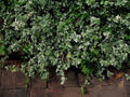 Blonde Variegated Winter-Creeper Cuttings Set of 12 - Euonymus fortunei - Perennial Ground Cover and Vine, Non-Rooted