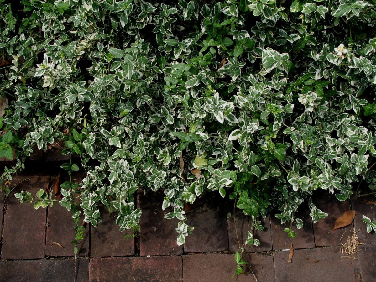 Blonde Variegated Winter-Creeper Cuttings Set of 12 - Euonymus fortunei - Perennial Ground Cover and Vine, Non-Rooted