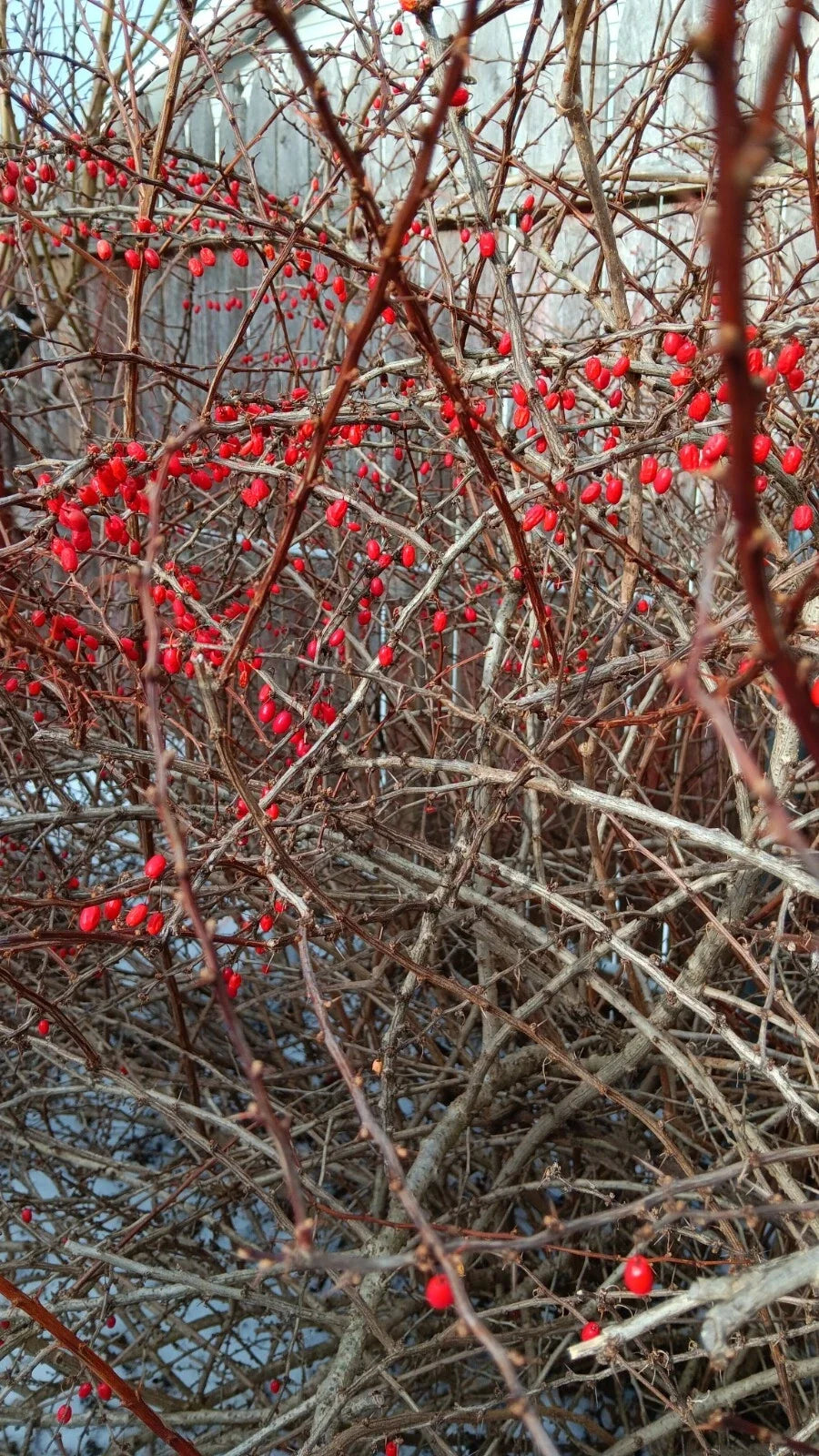 Japanese Barberry Bush Cuttings - 6 Organic Edible Berry Plants - Berberis thunbergii