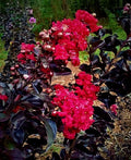Black Diamond "Red Hot" Crape Myrtle Tree 6" Starter Plants - Lagerstroemia indica - Dark Red Flowers, Black Foliage, Fast Growth