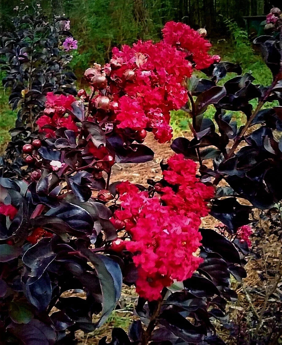 Black Diamond "Red Hot" Crape Myrtle Tree 6" Starter Plants - Lagerstroemia indica - Dark Red Flowers, Black Foliage, Fast Growth