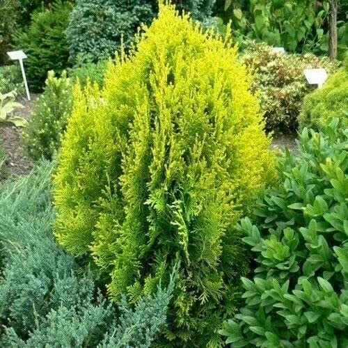 30 Golden Arborvitae Tree Seeds - Platycladus orientalis Aurea - Ornamental Evergreen for Landscaping and Privacy