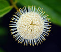 Buttonbush Seeds 100 Count - Cephalanthus occidentalis - Native Wetland Plant for Gardens and Pollinator Habitats