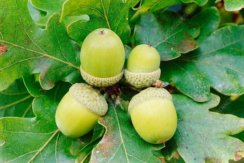 50 White Oak Acorn Seeds - Quercus alba - 1 to 1½ Inch Shiny Acorns - Mature Height 50-70 Feet - Zones 4 to 8