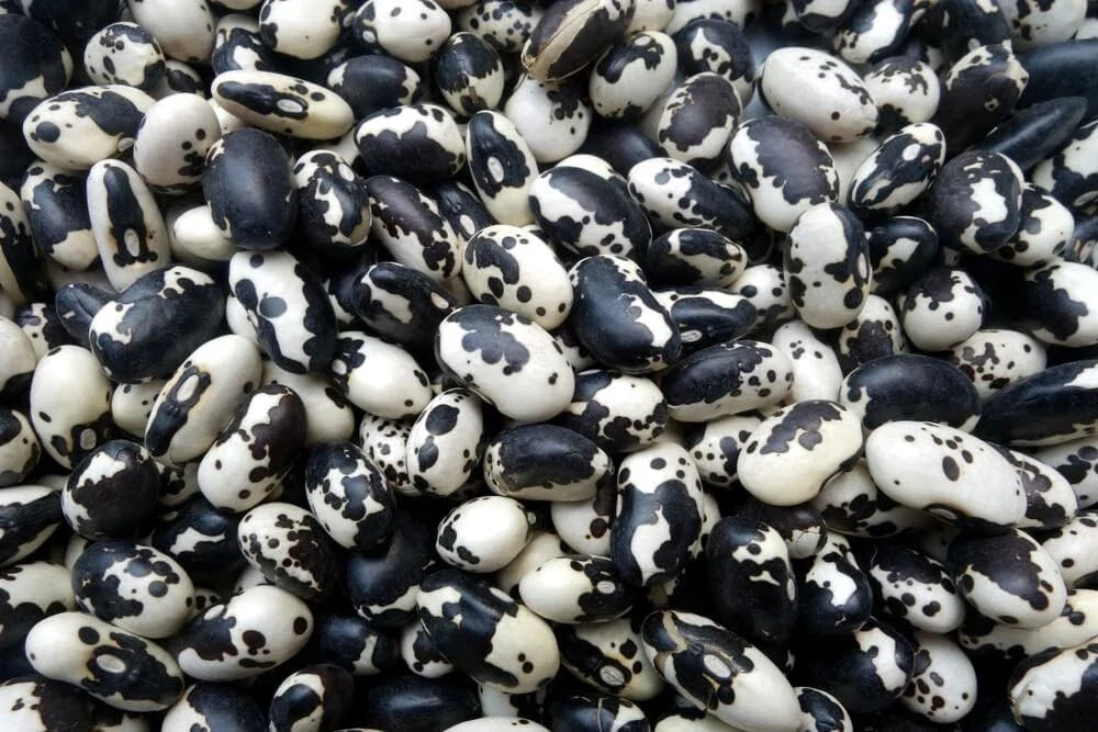 Calypso Bean Seeds for Planting, 20 Seeds, Easy to Grow, Delicious Variety, Phaseolus vulgaris