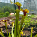 Sarracenia flava Rooted Division - Extreme Red Throat - Carnivorous Plant - Bay Co, FL
