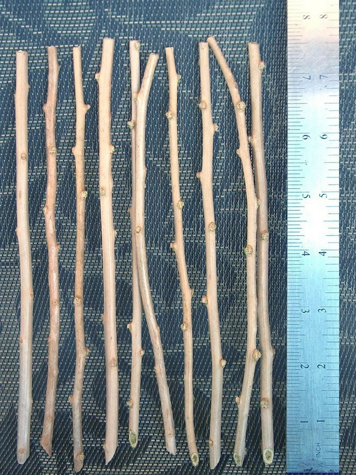 Goji Berry Cuttings – 10 Unrooted Lycium barbarum for Propagation