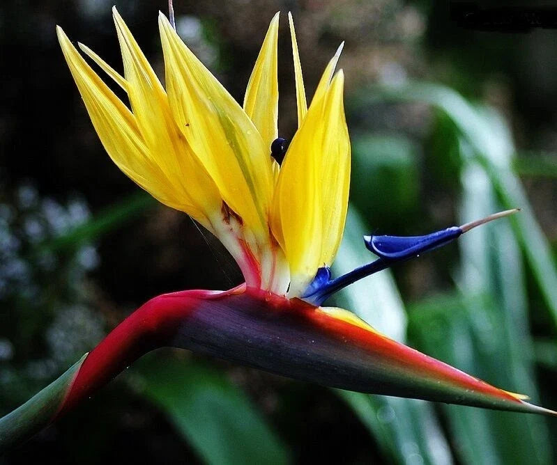 Yellow Bird of Paradise Plant - 10-12" Rooted Strelitzia Reginae - Tropical Indoor/Outdoor Flowering Plant