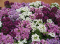 Sweet Alyssum Flower Seeds - 50 Count Color Mix - Lobularia maritima Seed Pack