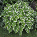 Crowned Imperial Hosta Plantain Lily Live Plant 6+ Inches - Hosta 'Crowned Imperial' with Dark Green Leaves and Lavender Flowers
