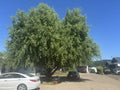 Corkscrew Willow Tree Cuttings - 10 Pack - Distinctively Curled Leaves - Salix babylonica 'Tortuosa'