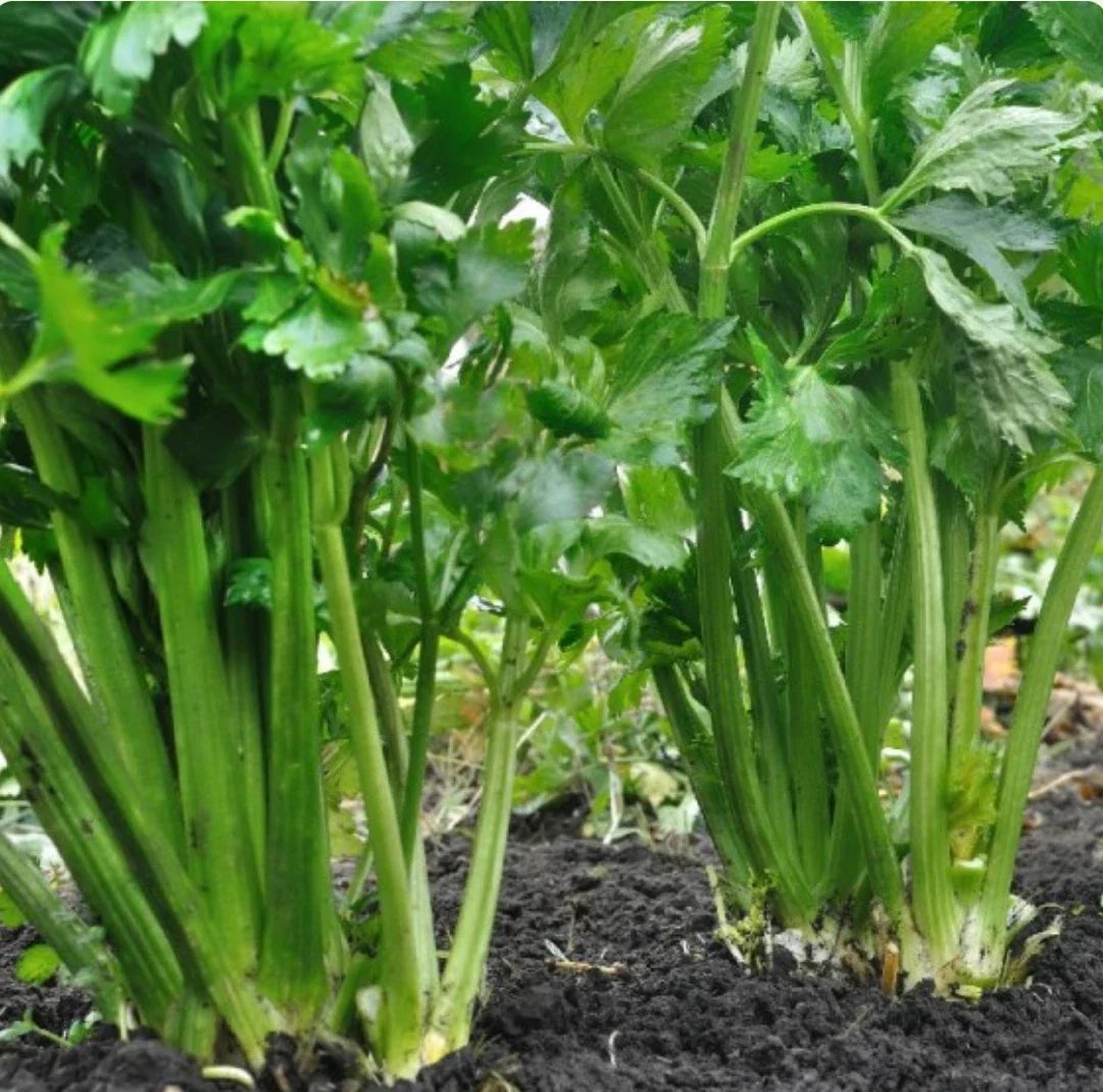 2000 Celery Seeds, Tendercrisp Heirloom, Non-GMO, Organic Gardening Seeds, Apium graveolens