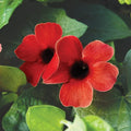 Sunny Susy Cherry Black-Eyed Susan Vine (Thunbergia alata) Bareroot Starter Plant